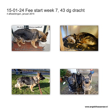 Onze drachtige Oudduitse Herder Fee start vandaag met drachtweek 7, ze is nu 6 weken drachtig